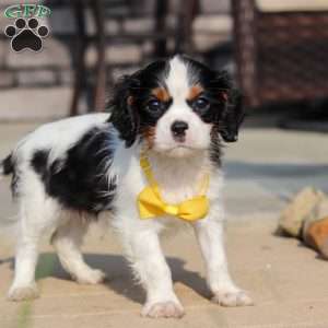 Alex, Cavalier King Charles Spaniel Puppy