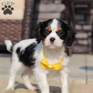 Alex, Cavalier King Charles Spaniel Puppy