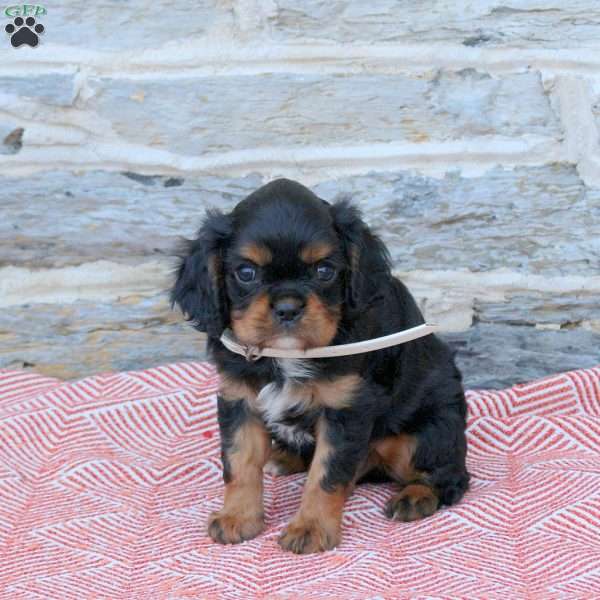 Alex, Cavalier King Charles Spaniel Puppy