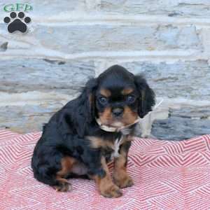 Alex, Cavalier King Charles Spaniel Puppy
