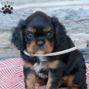 Alex, Cavalier King Charles Spaniel Puppy