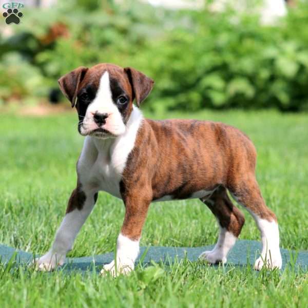 Alex, Boxer Puppy