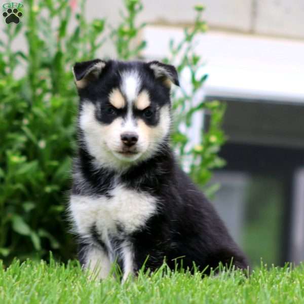Alex, Pomsky Puppy