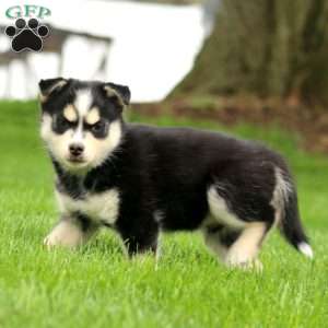Alex, Pomsky Puppy
