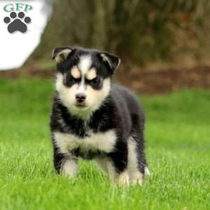 Alex, Pomsky Puppy