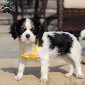 Alex, Cavalier King Charles Spaniel Puppy