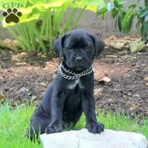 Alexandria, Cane Corso Puppy