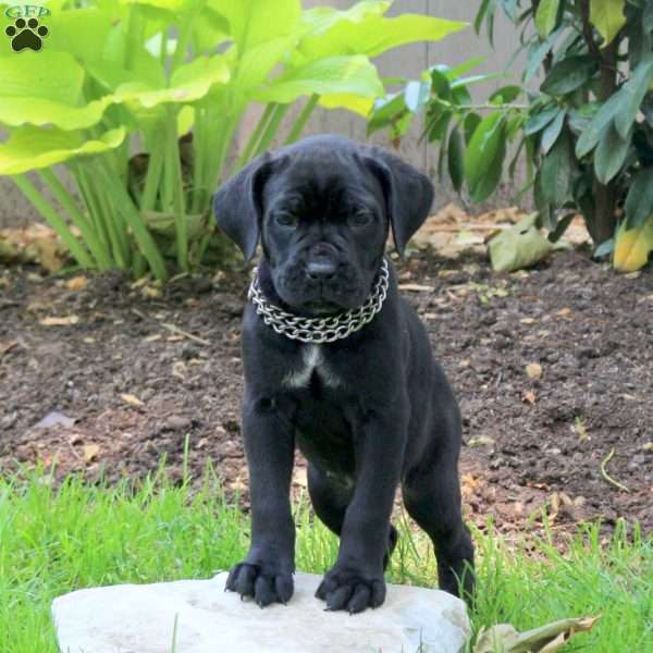 Alexandria, Cane Corso Puppy