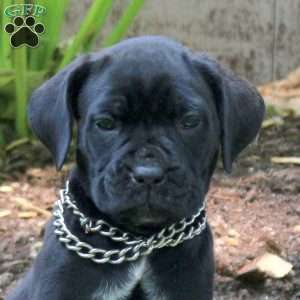 Alexandria, Cane Corso Puppy
