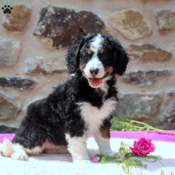 Alice, Mini Bernedoodle Puppy