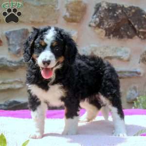 Alice, Mini Bernedoodle Puppy
