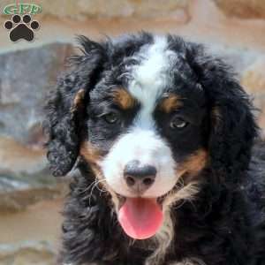 Alice, Mini Bernedoodle Puppy