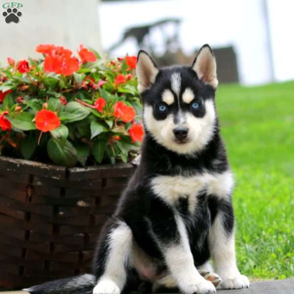 Alice, Pomsky Puppy
