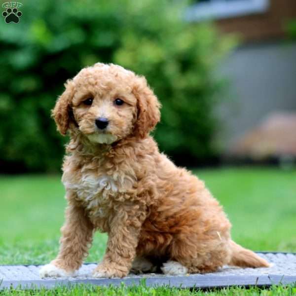 Alice, Miniature Poodle Puppy