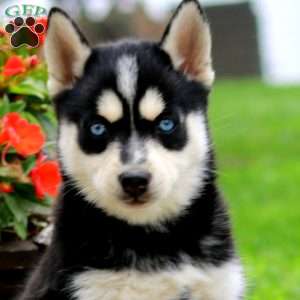 Alice, Pomsky Puppy