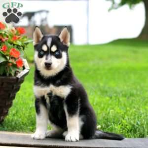 Alice, Pomsky Puppy