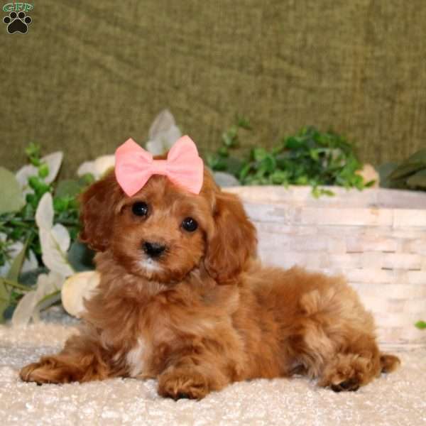 Alisha, Cavapoo Puppy