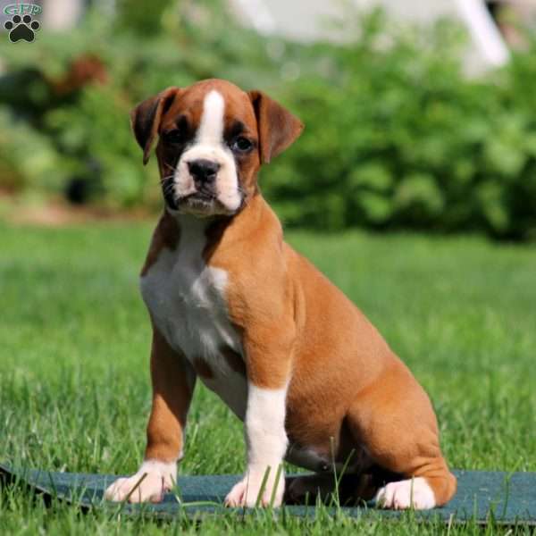 Alisha, Boxer Puppy