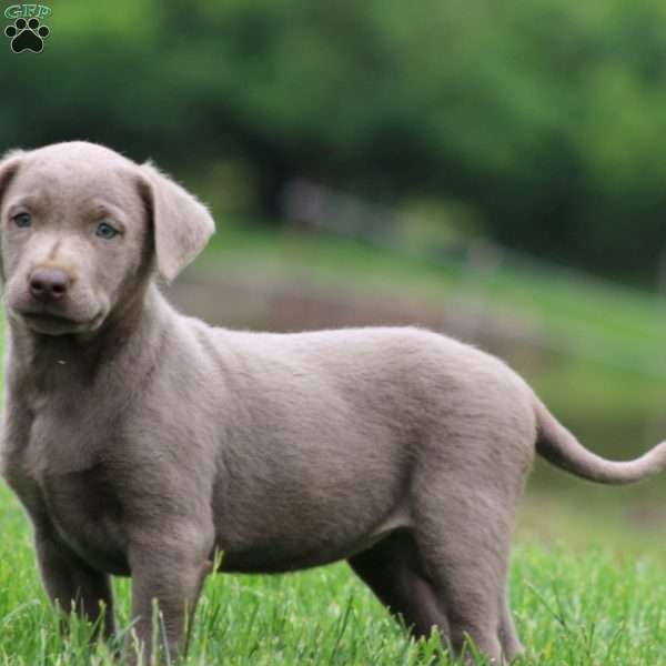 Alisha, Silver Labrador Retriever Puppy