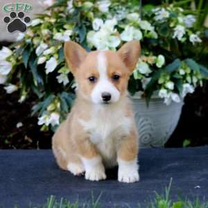 Alisha, Pembroke Welsh Corgi Puppy