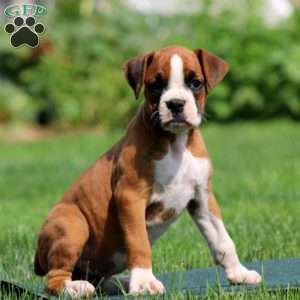 Alisha, Boxer Puppy
