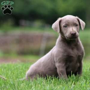 Alisha, Silver Labrador Retriever Puppy