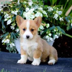 Alisha, Pembroke Welsh Corgi Puppy