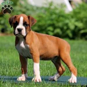 Alisha, Boxer Puppy