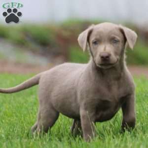 Alisha, Silver Labrador Retriever Puppy