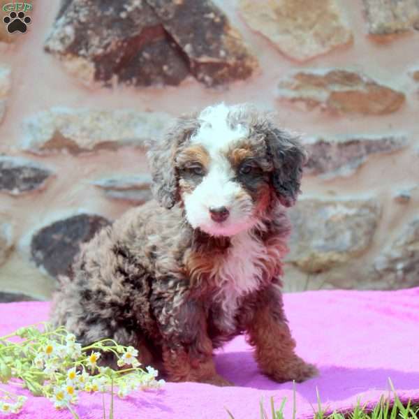 Allen, Mini Bernedoodle Puppy