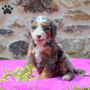 Allen, Mini Bernedoodle Puppy