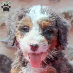 Allen, Mini Bernedoodle Puppy