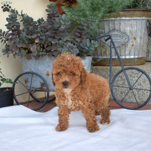 Allie, Miniature Poodle Puppy