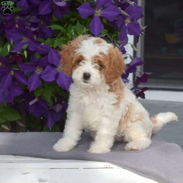 Allie, Cavapoo Puppy