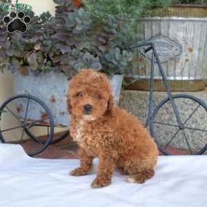 Allie, Miniature Poodle Puppy