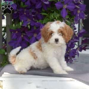Allie, Cavapoo Puppy