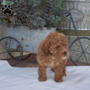 Allie, Miniature Poodle Puppy