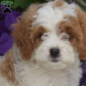 Allie, Cavapoo Puppy