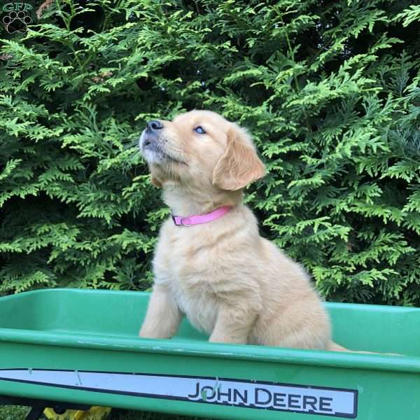 Allie, Golden Retriever Puppy