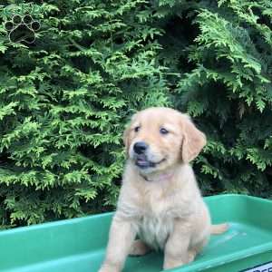 Allie, Golden Retriever Puppy