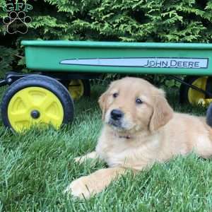 Allie, Golden Retriever Puppy