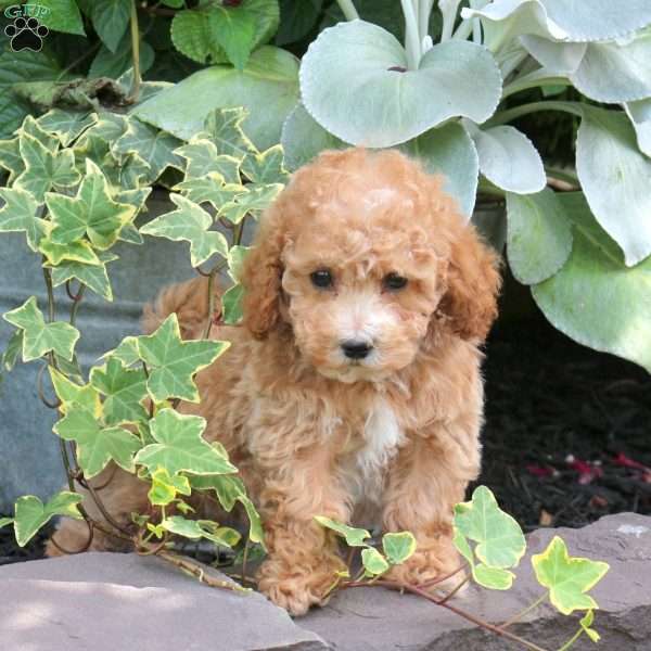Allison, Bich-Poo Puppy