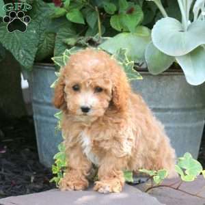 Allison, Bich-Poo Puppy
