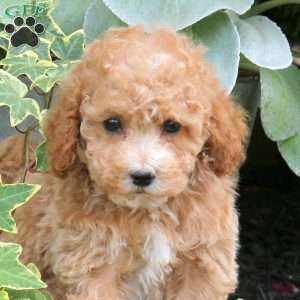 Allison, Bich-Poo Puppy