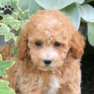 Allison, Bich-Poo Puppy
