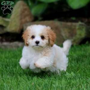 Allison, Cavachon Puppy
