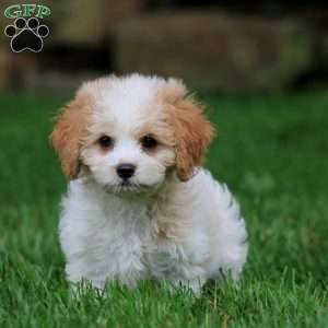 Allison, Cavachon Puppy