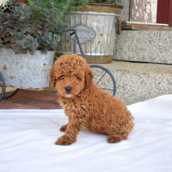 Alvin, Miniature Poodle Puppy