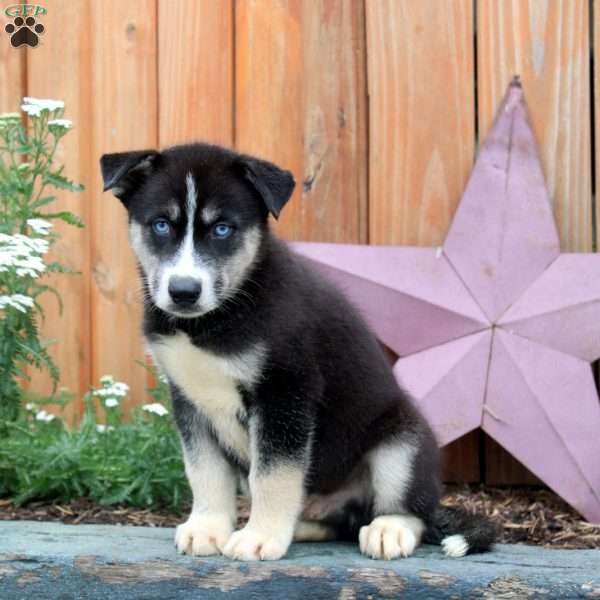 Alvin, Siberian Husky Puppy