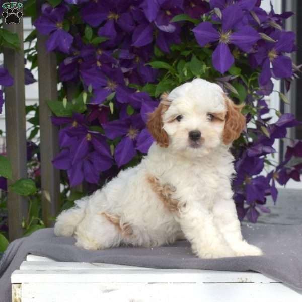 Alvin, Cavapoo Puppy